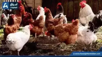 تحديث مهم.. أسعار الفراخ البيضاء والدواجن اليوم الخميس في المزارع